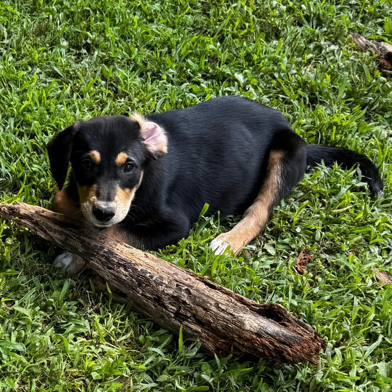 A baby large-sized male Black Mixed Breed dog named NY Jeremy Avail Aug for adoption in Stormville, NY