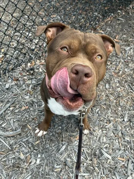 A young large-sized male Staffordshire Bull Terrier dog named Scooby for adoption in El Cajon, CA