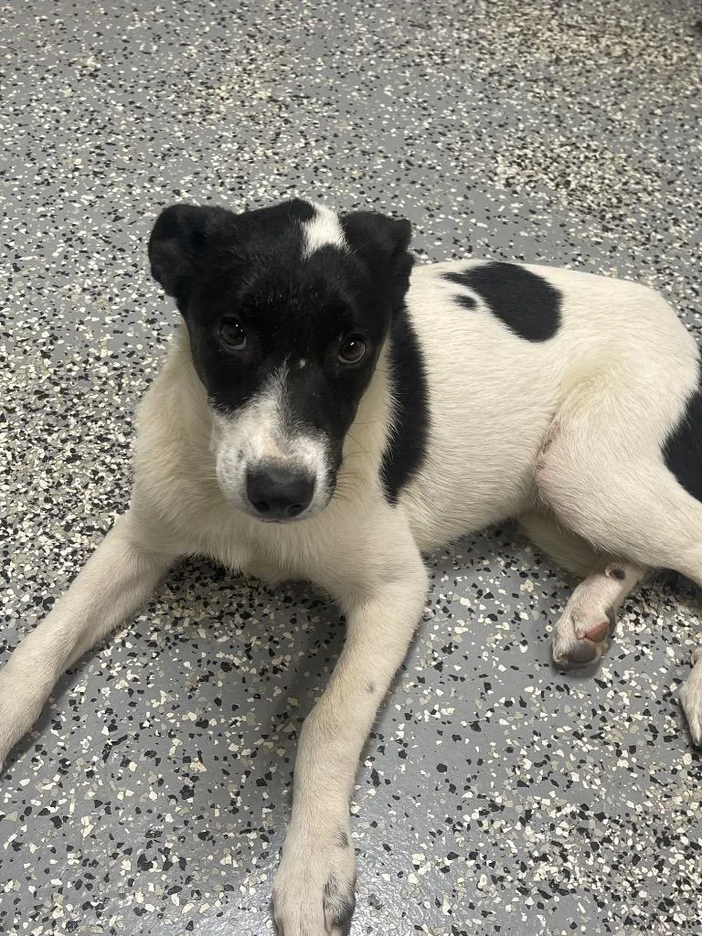 A baby medium-sized female Border Collie dog named Josephine for adoption in Seven Points, TX