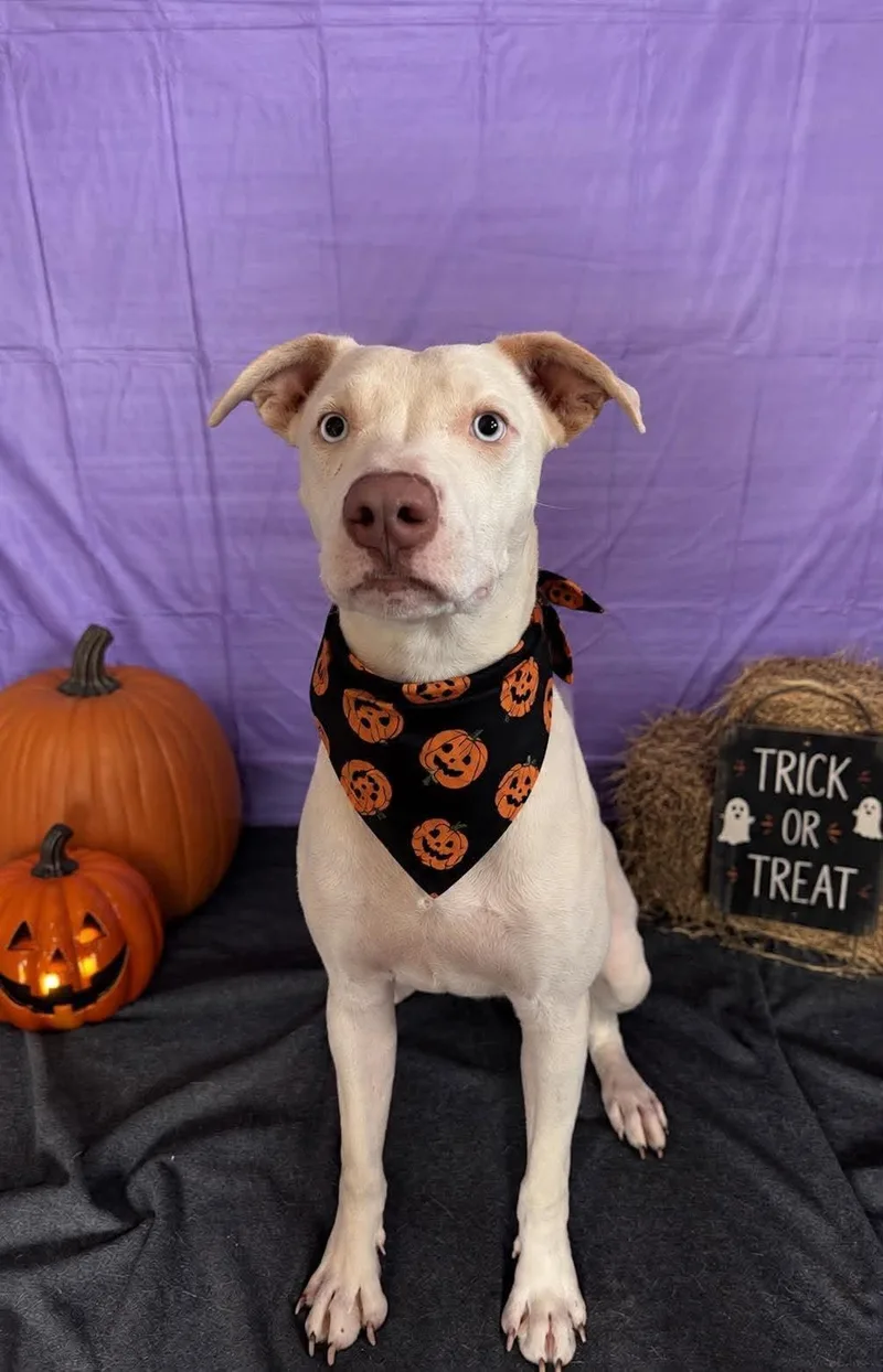 A young medium-sized male Pit Bull Terrier dog named Casper for adoption in Chickasha, OK