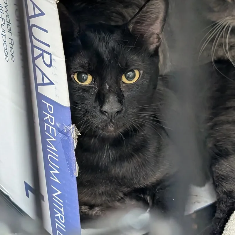 An adult large-sized male Domestic Short Hair cat named Ochre for adoption in Tacoma, WA