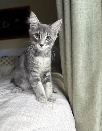 A young small-sized female Domestic Short Hair cat named Vienna for adoption in Phoenix, AZ