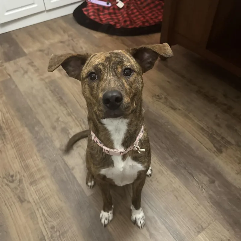 An adult small-sized female Brindle Cattle Dog dog named MelD for adoption in Princeton, MN