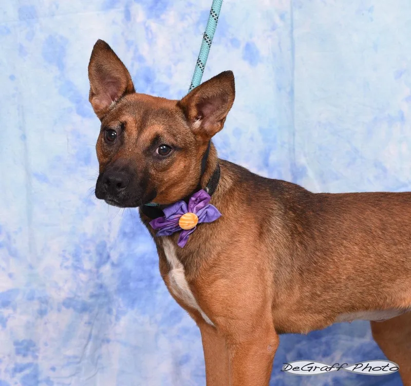 A young small-sized female Terrier dog named Carolina for adoption in Pittsboro, NC