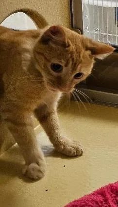 A young small-sized female Orange / Red Domestic Short Hair cat named Orange Fanta for adoption in Tulsa, OK