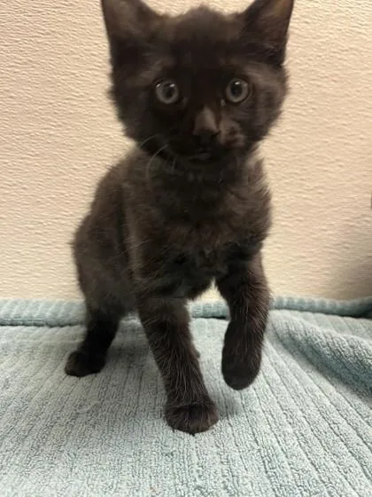 A young small-sized male Domestic Long Hair cat named Shadow for adoption in Phoenix, AZ