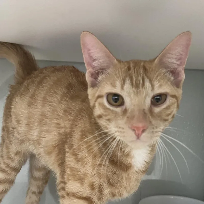 A baby small-sized male Orange / Red Domestic Short Hair cat named Finn for adoption in Jupiter, FL