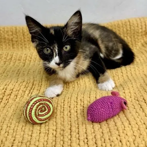 A baby small-sized female Calico Domestic Short Hair cat named Calliope for adoption in Long Beach, CA