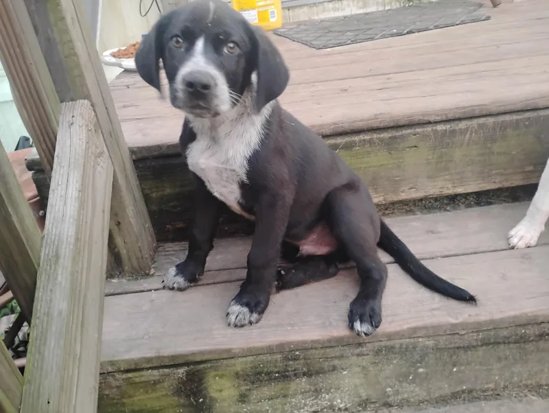 Oreo