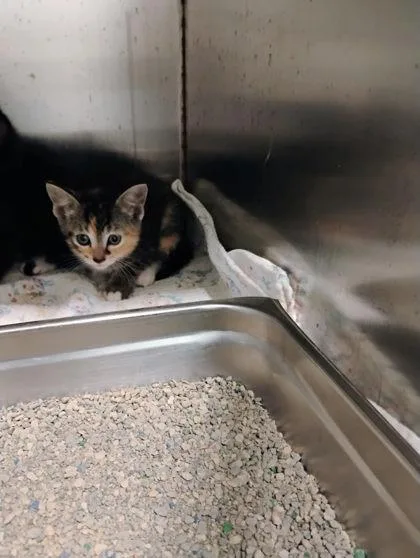 A baby small-sized female Domestic Short Hair cat named Bertha for adoption in Port Saint Joe, FL