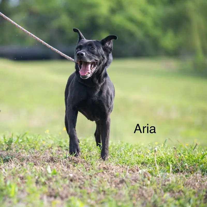 Aria