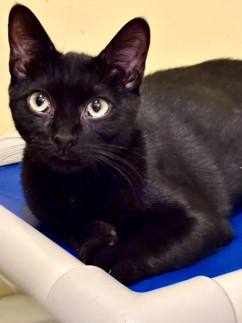 A young medium-sized male Bombay cat named Finn for adoption in Flint Hill, VA