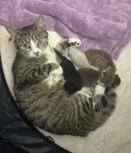 An adult medium-sized female Domestic Short Hair cat named Minnie for adoption in West Chester, PA