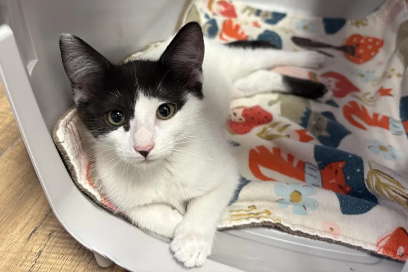 A baby small-sized female Domestic Short Hair cat named Chamomile for adoption in Fountain Hills, AZ