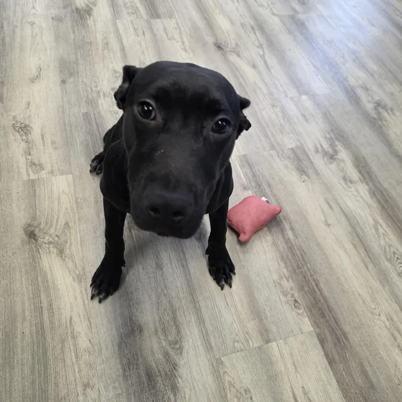 Honolulu thumbnail 2