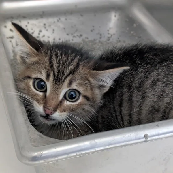 A baby small-sized male Domestic Short Hair cat named Troyer for adoption in Des Moines, IA
