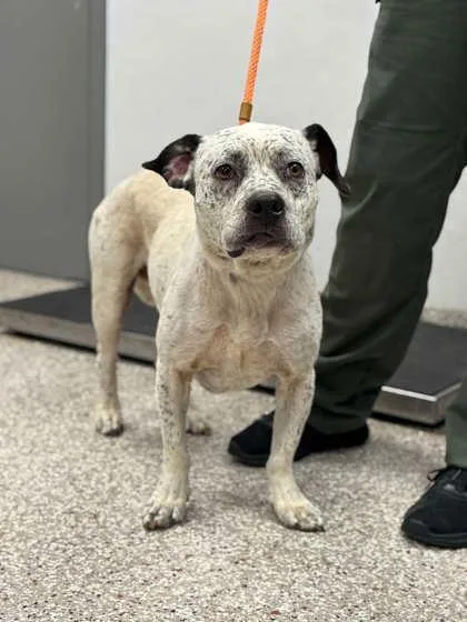 An adult medium-sized male American Staffordshire Terrier dog named Ollie for adoption in Gastonia, NC