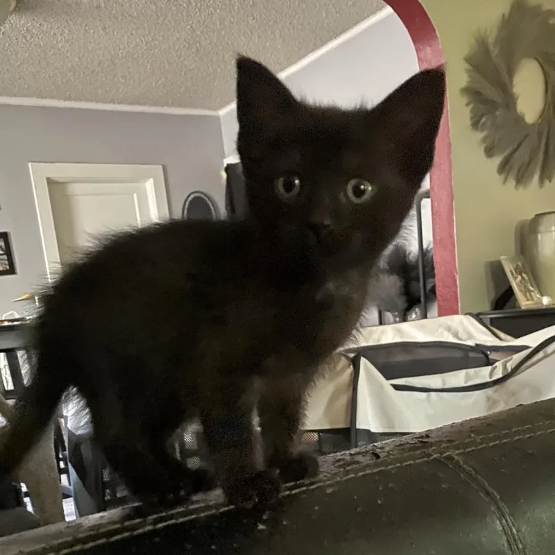 A baby small-sized female Black Domestic Medium Hair cat named Chloe for adoption in Tacoma, WA