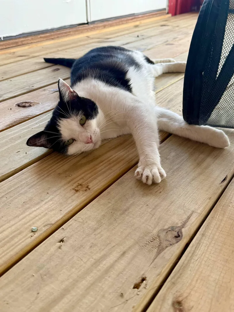 Minnie Ct thumbnail 3