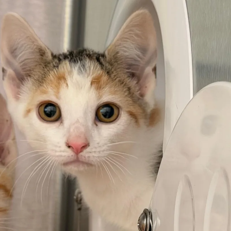 A baby small-sized female White Domestic Short Hair cat named Mango for adoption in Madisonville, TN