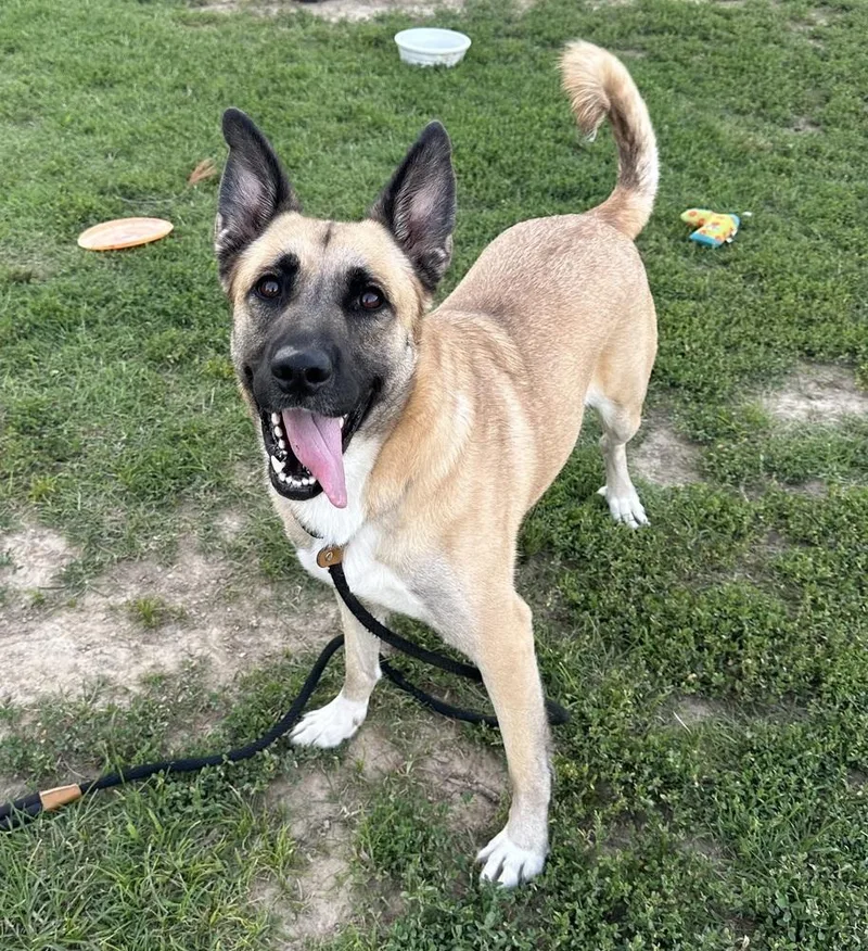 An adult medium-sized female Brown / Chocolate German Shepherd Dog dog named Gypsy for adoption in Evansville, IN