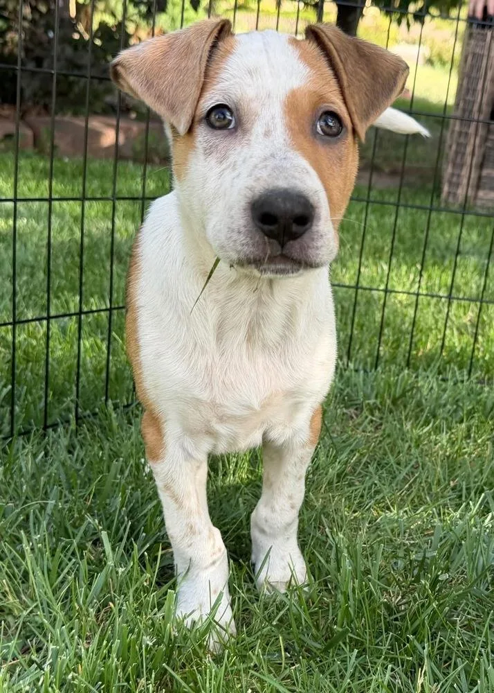 A baby small-sized male Tricolor (Brown, Black, & White) Australian Cattle Dog / Blue Heeler dog named Rex for adoption in Colorado Springs, CO