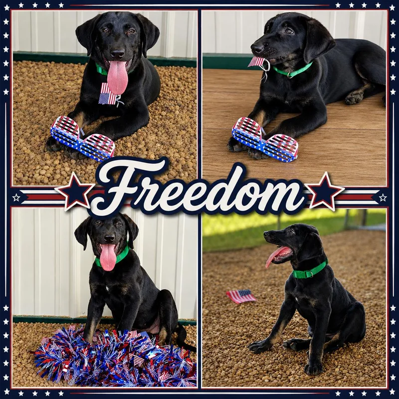 A baby medium-sized male Black Labrador Retriever dog named Freedom for adoption in Jackson, TN