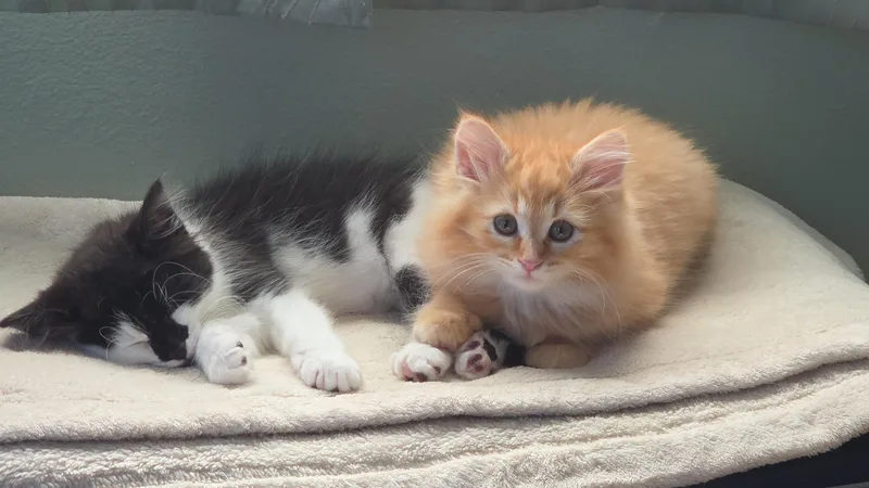 A baby medium-sized female Tabby (Orange / Red) Tabby cat named Odele for adoption in Lombard, IL