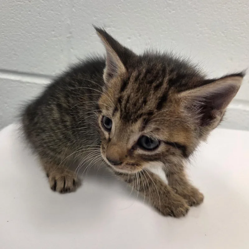 A baby small-sized male Brown / Chocolate Domestic Short Hair cat named Scabbers for adoption in Chattanooga, TN