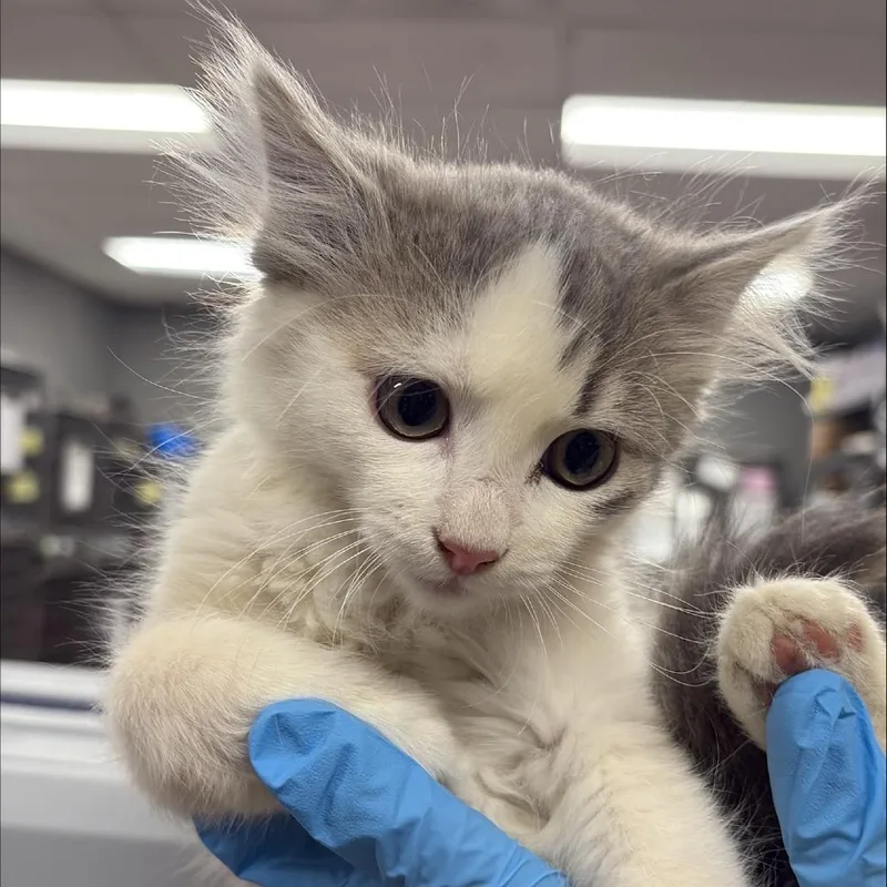 A baby small-sized female Gray / Blue / Silver Domestic Short Hair cat named Sugar Cane for adoption in Salt Lake City, UT