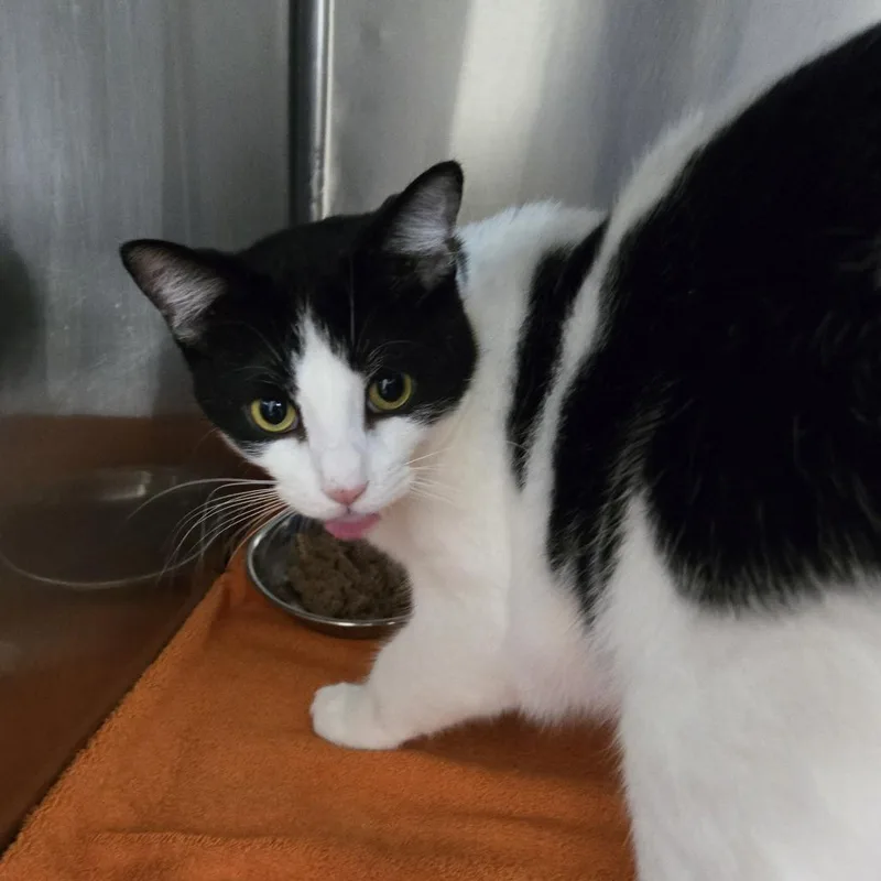 A young medium-sized male White Domestic Short Hair cat named Aster for adoption in Tawas City, MI