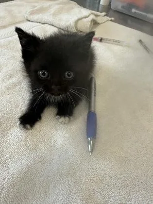 A baby small-sized male Domestic Short Hair cat named Bulbasaur for adoption in Lafayette, IN