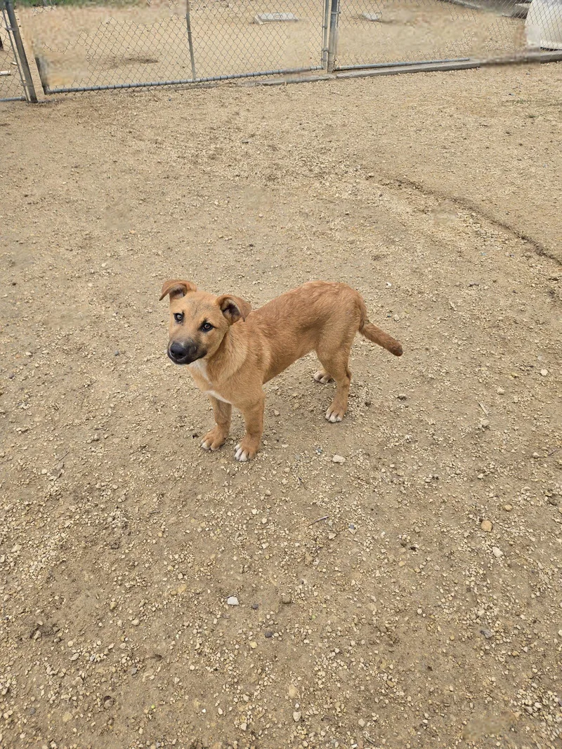 A young medium-sized male Mixed Breed dog named Mufasa for adoption in Maquoketa, IA