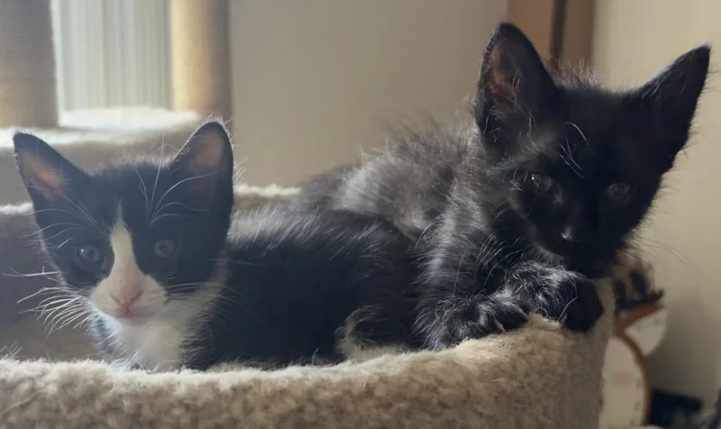 Blue and Silas