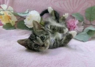 A baby small-sized female Domestic Short Hair cat named Chai for adoption in Charlotte, NC