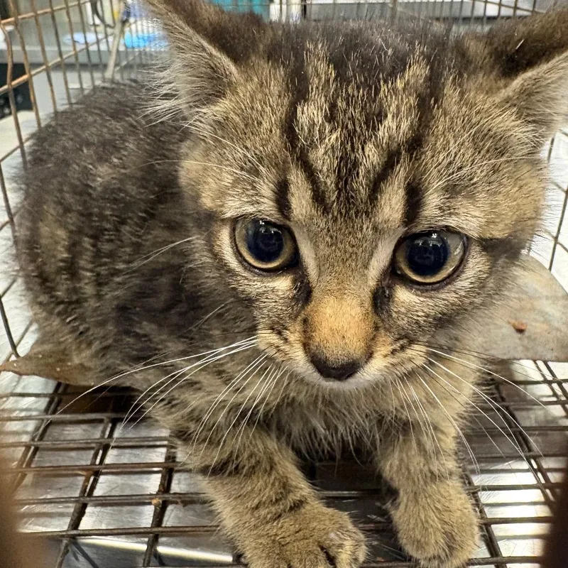 A baby small-sized male Brown / Chocolate Domestic Short Hair cat named Charger for adoption in Greensboro, NC