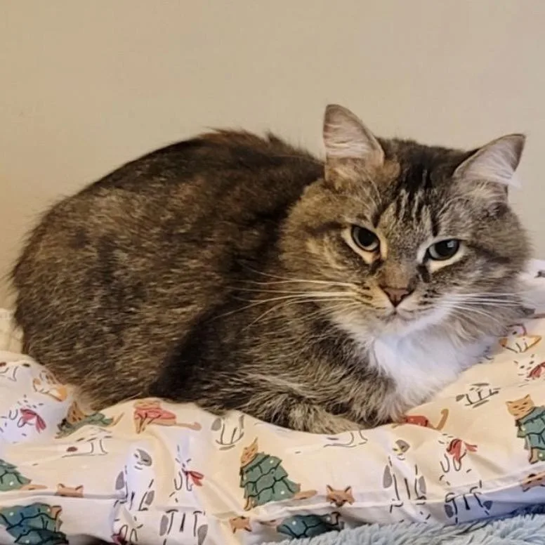 Bluebell thumbnail 2