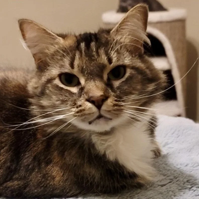 Bluebell thumbnail 3