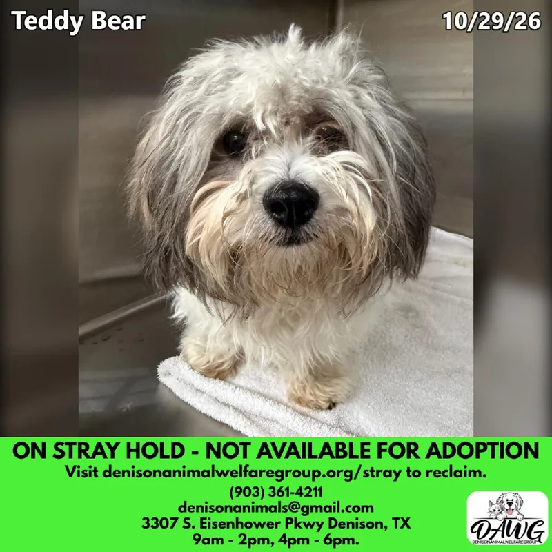 Teddy Bear thumbnail 5