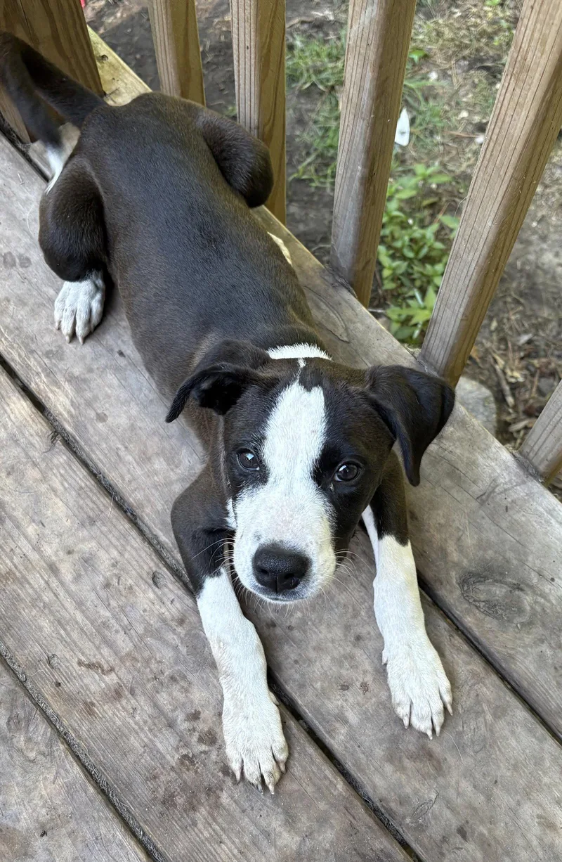 A baby medium-sized male Mixed Breed dog named Charmander for adoption in Mount Pleasant, SC