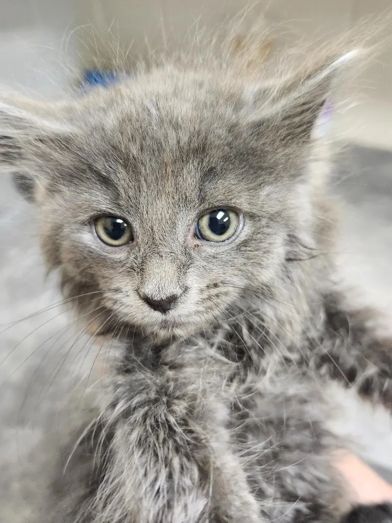 A baby medium-sized male Domestic Long Hair cat named Blep for adoption in Greeneville, TN