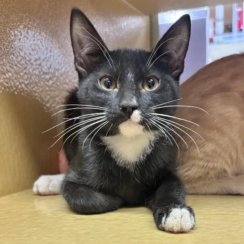 A baby medium-sized male Domestic Short Hair cat named Figaro for adoption in Sonora, CA