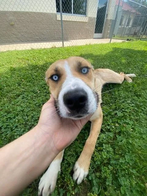 An adult medium-sized female Yellow / Tan / Blond / Fawn Husky dog named Seagull for adoption in Fayetteville, AR