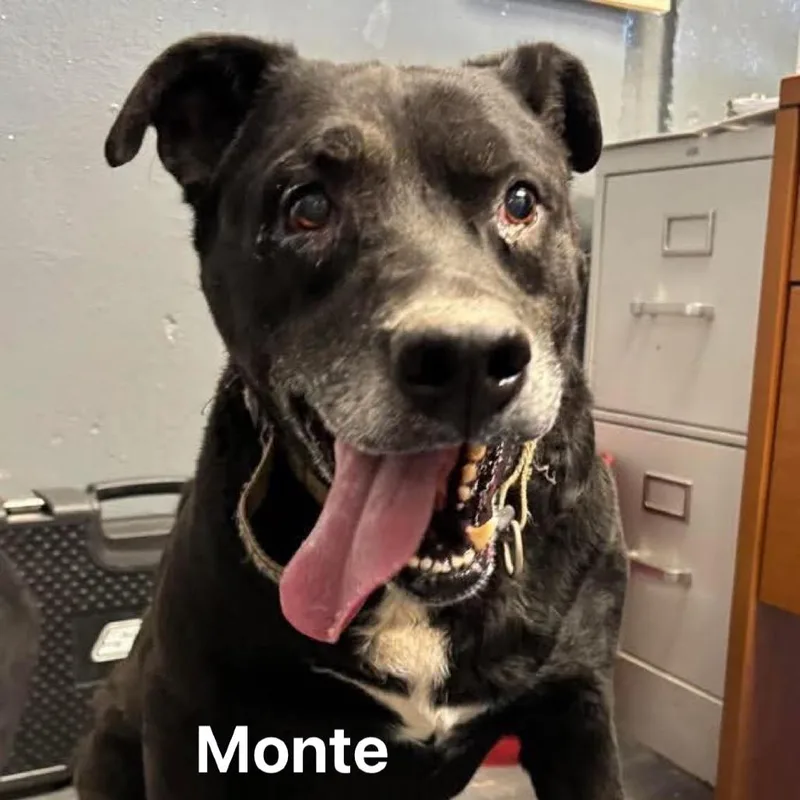 Monte