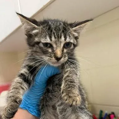 A baby small-sized female Black Domestic Short Hair cat named Eva for adoption in Bastrop, TX