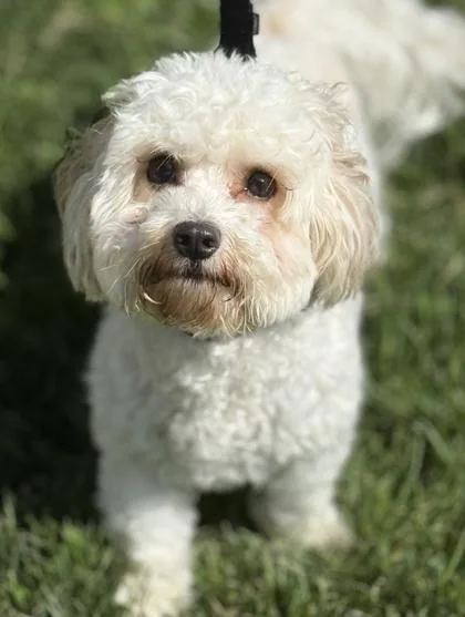 Nyla