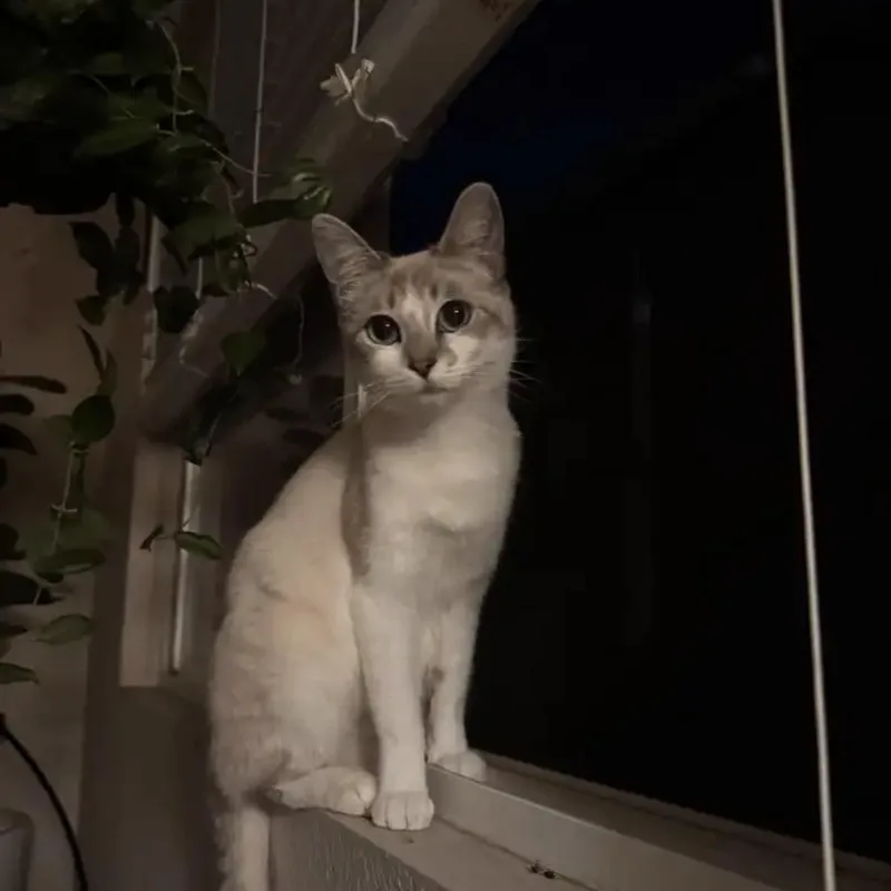A young medium-sized female White Snowshoe cat named Snow White for adoption in Norco, CA
