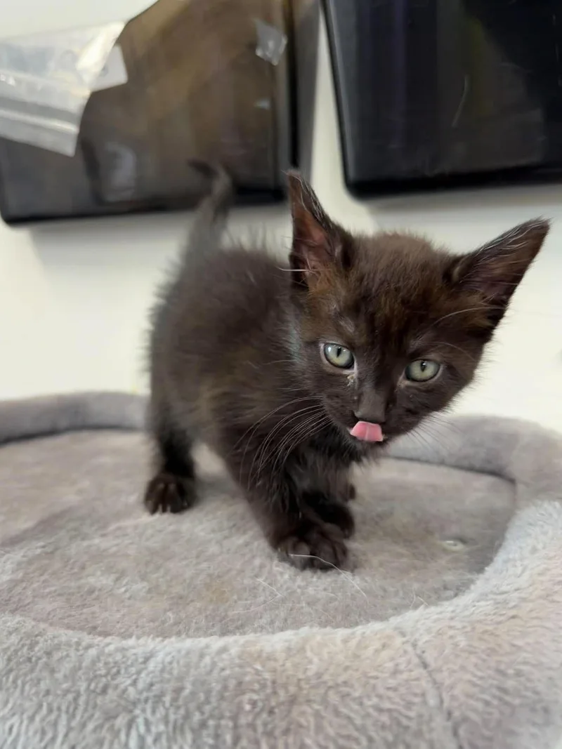 A young medium-sized female Black Domestic Short Hair cat named Asteria for adoption in Roosevelt, UT