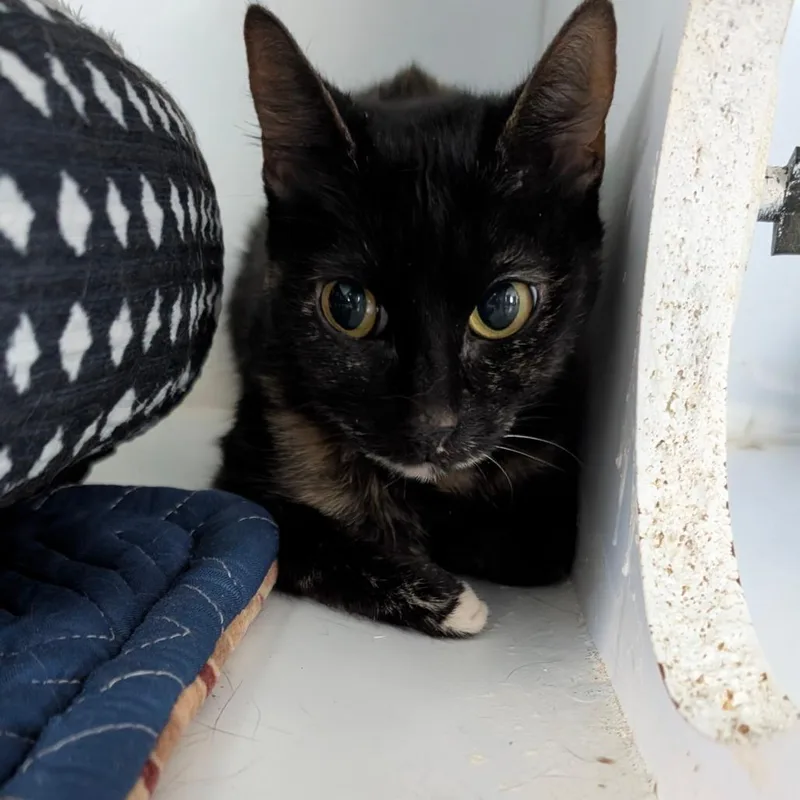 An adult small-sized female Tortoiseshell Domestic Short Hair cat named Selene for adoption in CHANUTE, KS