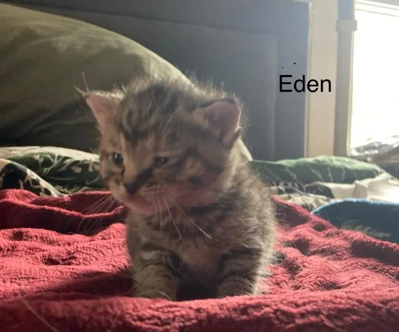 Eden thumbnail 4